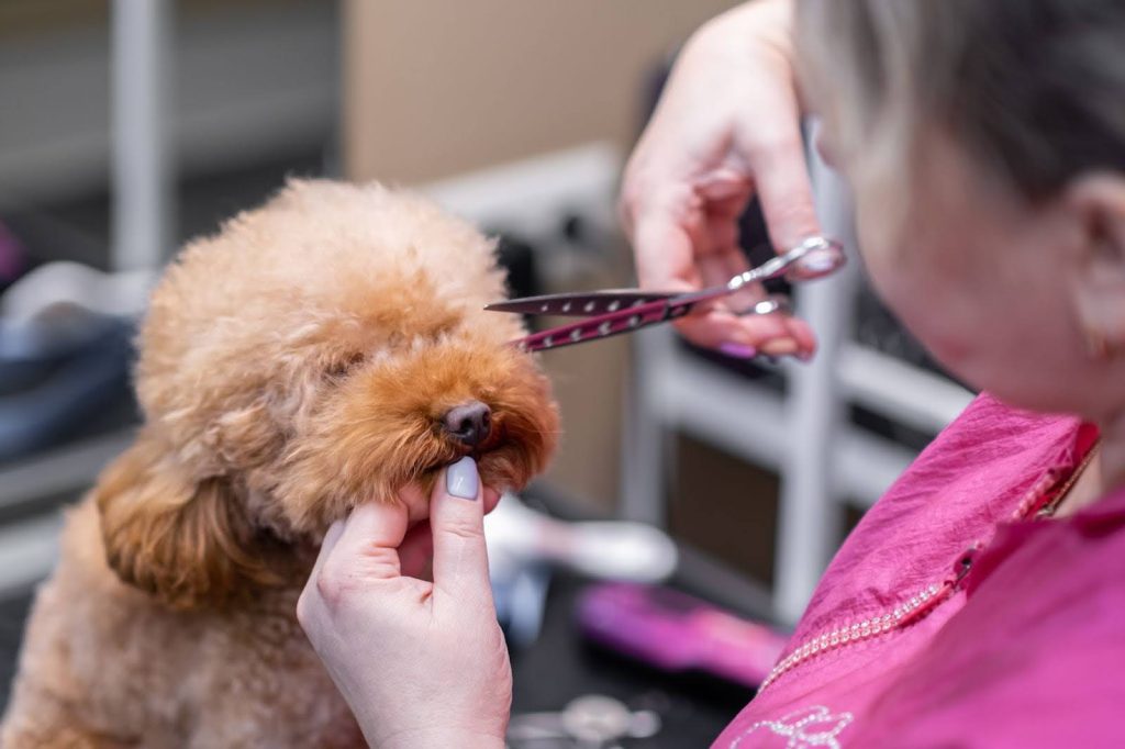 Dog grooming
