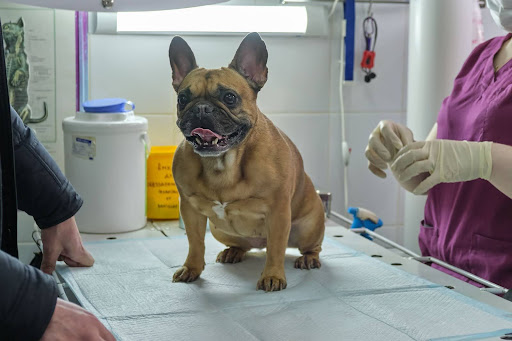 how often to groom dog