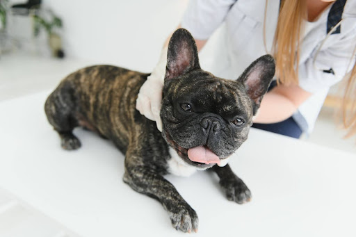 Merle French Bulldogs