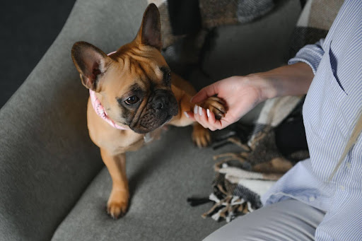 how often to groom dog
