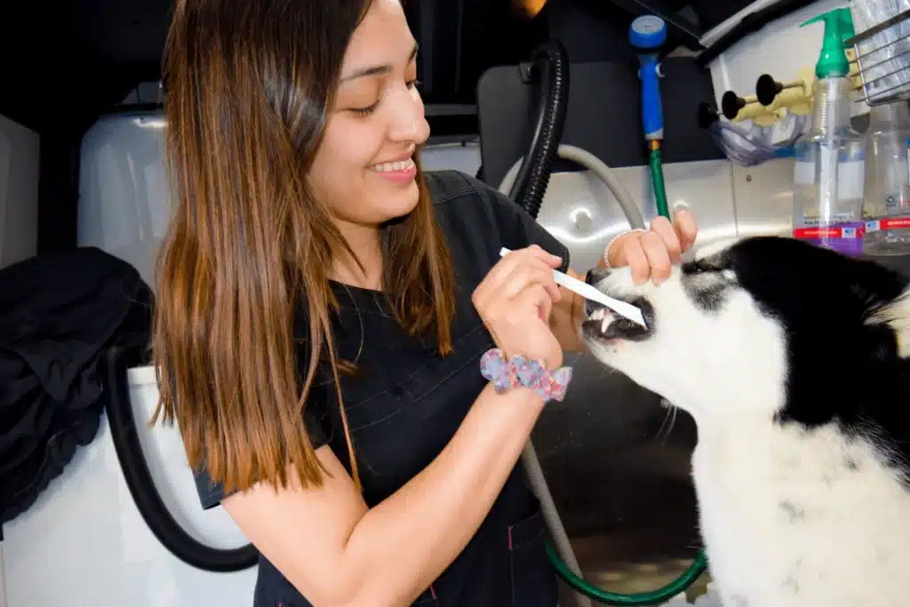 Groomer brushing a dog's teeth during a grooming appointment