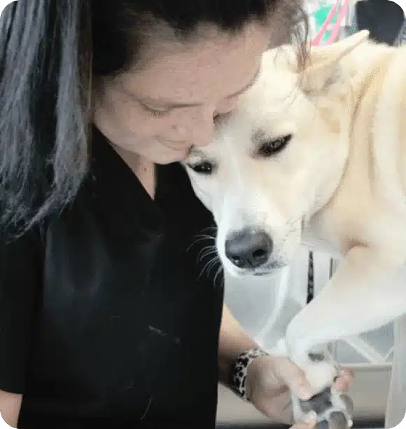 Woman gently comforts worried white dog while holding its paw.