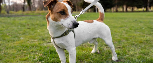 Do Dogs Have Hair or Fur? How to Recognize? 