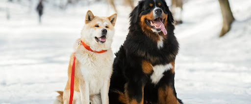 Difference Between Dog Hair and Fur 