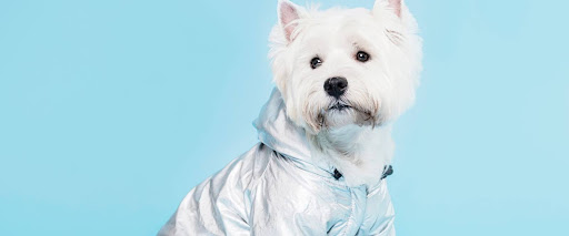 Dog coat types explained, short coat
