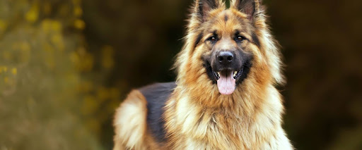 Dog coat types explained, long coat
