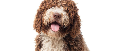 Dog coat types explained, curly coat
