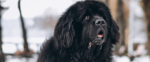 Dog coat types explained, double coat
