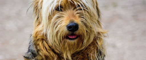 Dog coat types explained, wire coat
