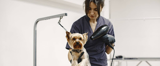 How often to cut dog’s hair with professional grooming
