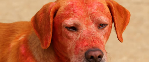  dog sunburn symptoms
