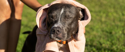 sun protection for dogs
