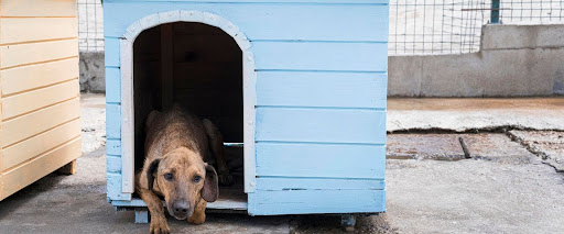  how to protect dogs from sun
