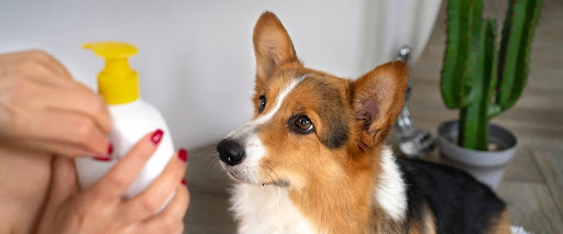 sun protection for dogs with sunscreen lotion
