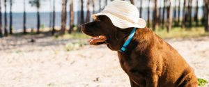 sun protection for dogs with hat
