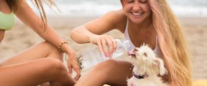 sun protection for dogs by hydration

