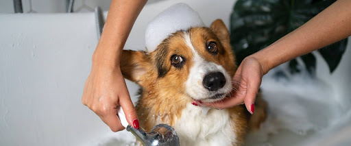 How to Wash a Short-Haired Dog Frequently 