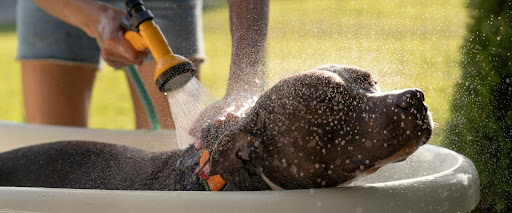 How to wash a short-haired dog 