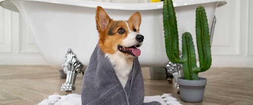 Dog bathing schedule short hair, 