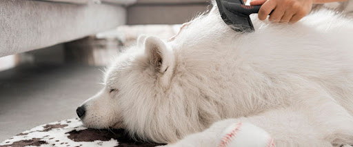 Dog Brushing Frequency 