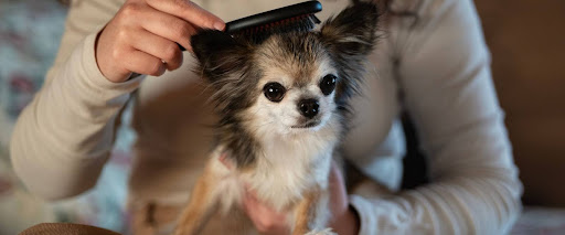 Brushing Dog By Coat Type, Short Coated 
