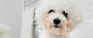 brushing dog by coat type, curly-coated