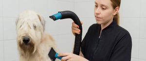 Benefits Of Brushing Dogs 