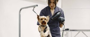 Benefits Of Brushing Dogs Properly 
