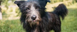 Dog Coat Types Explained, Long-coated 