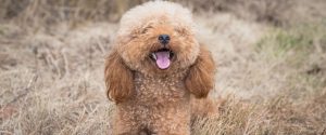 Dog Coat Types Explained, Curly-coated 