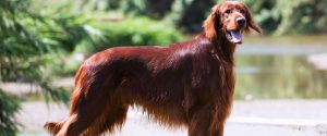  Dog Coat Types Explained, Double-coated 