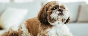  Dog Coat Types Explained, Wire-coated 