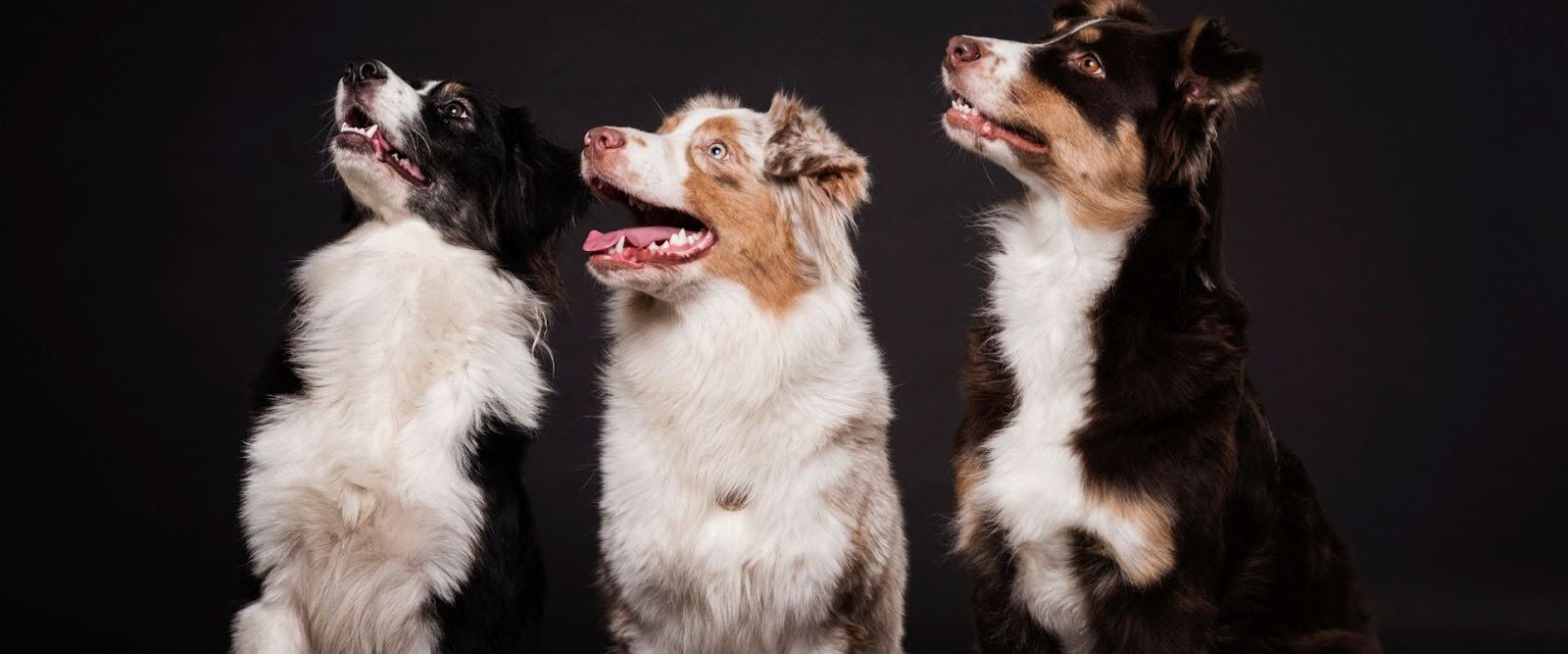 Do Dogs Have Hair or Fur?