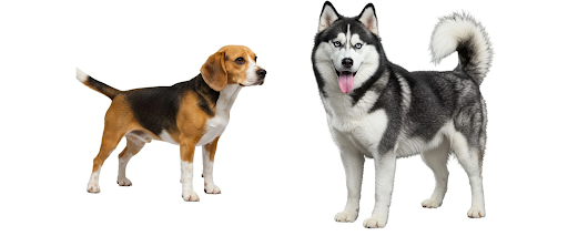 grooming double-coated dogs 