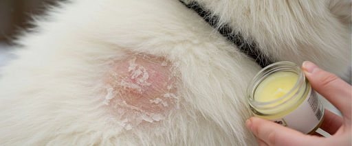 winter grooming tips for dogs, dry skin prevention in dogs
