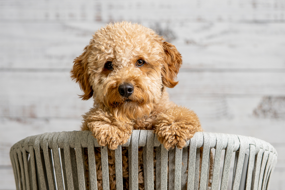 Doodle Dog