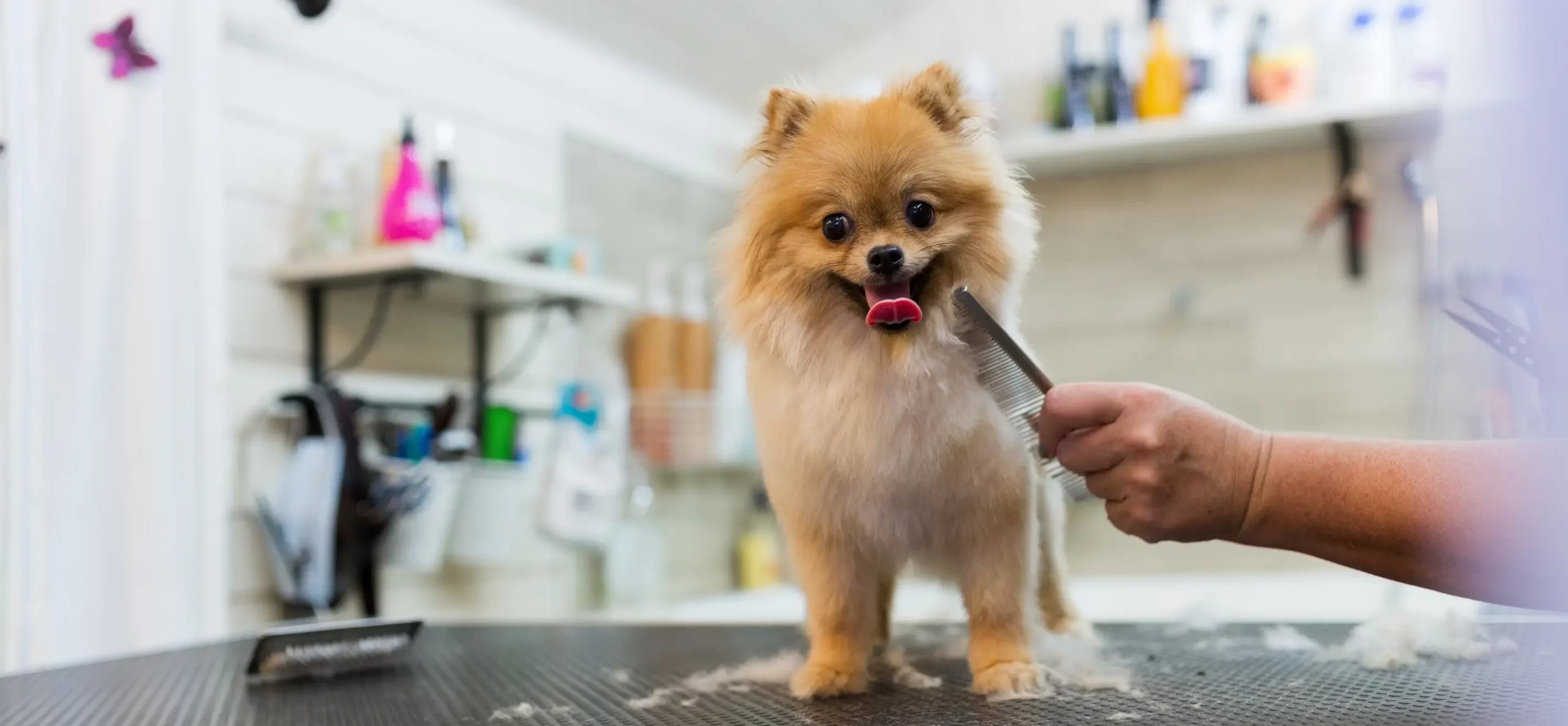 Benefits of Regular Grooming for Puppies