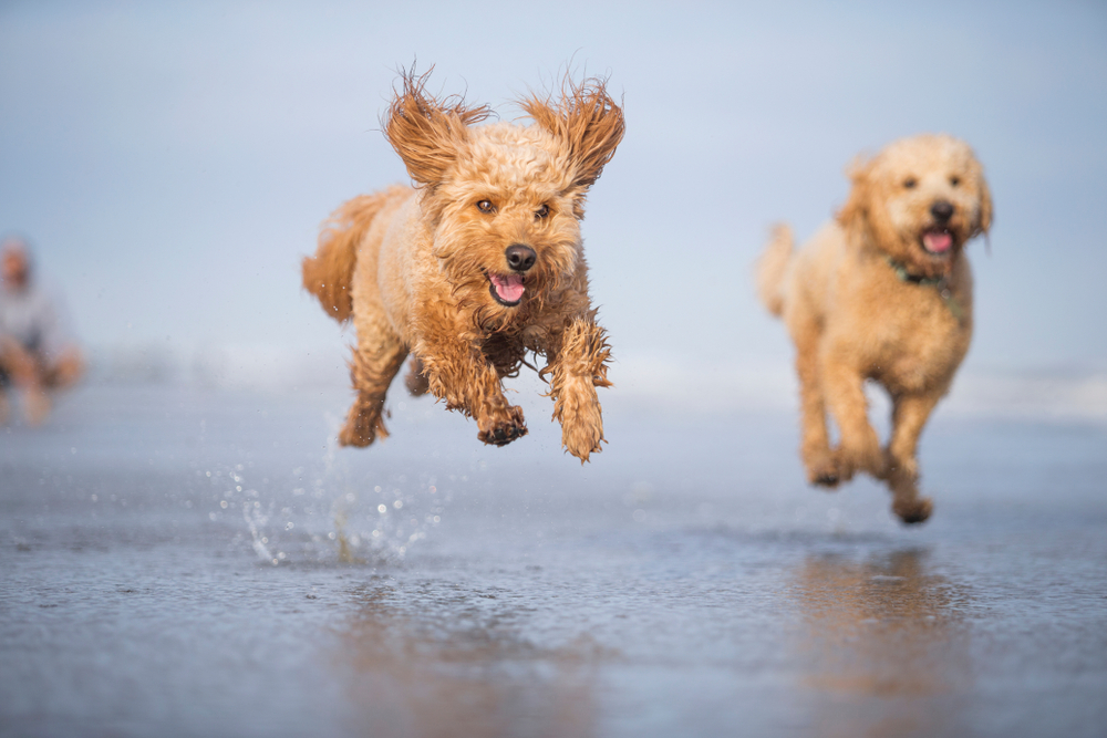 Most popular types of doodle dogs