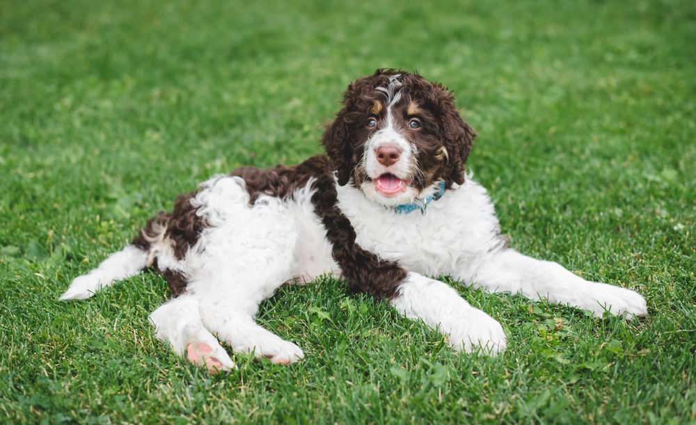Most popular types of doodle dogs 
