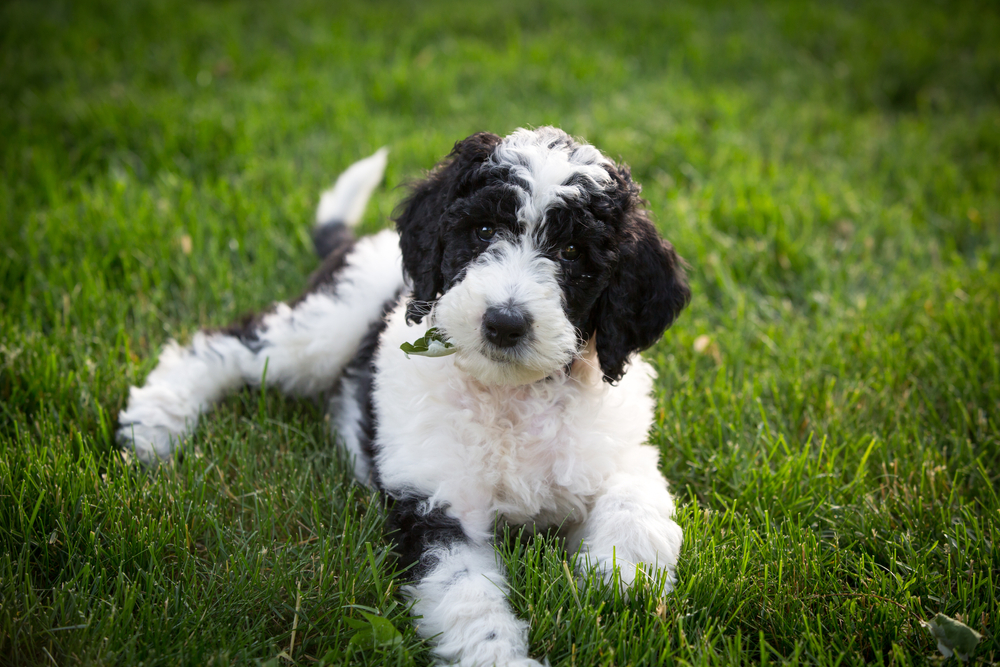 Most popular types of doodle dogs 