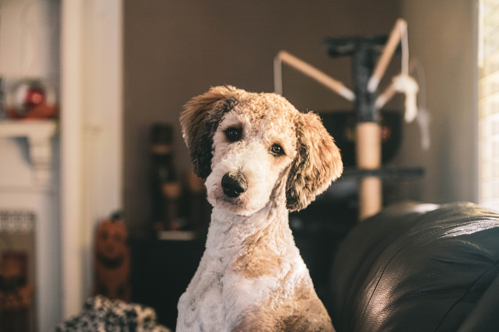 Most popular types of doodle dogs 