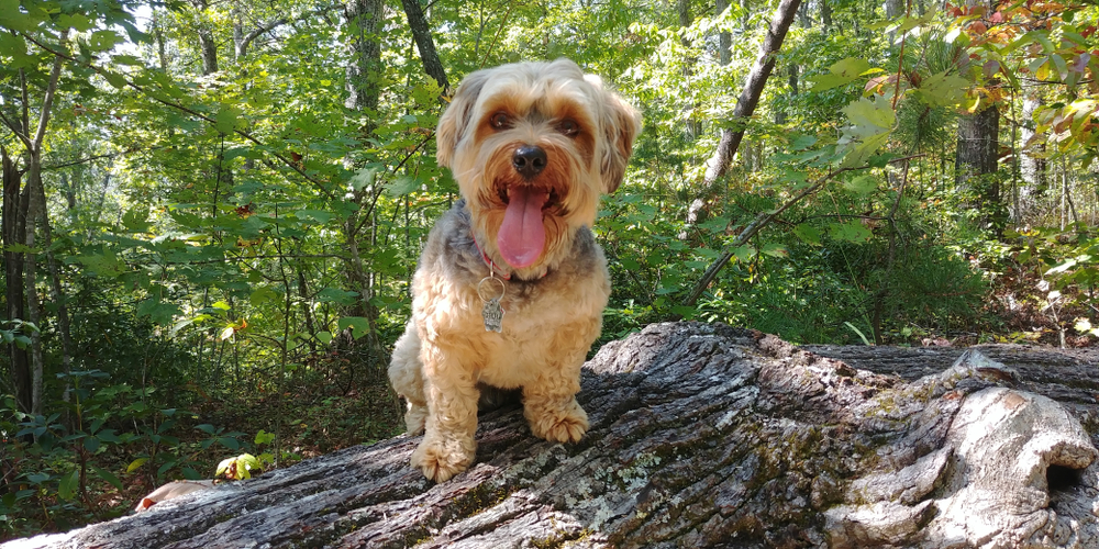 Most popular types of doodle dogs 