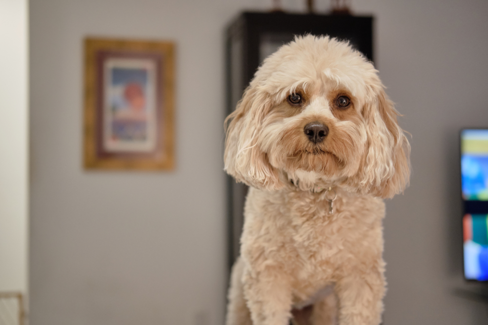 Most popular types of doodle dogs 