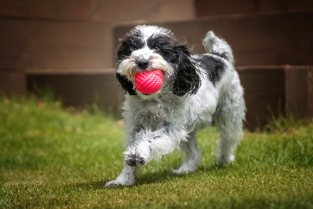 Most-popular-types-of-doodle-dogs