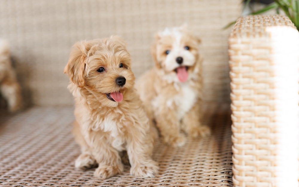 Most popular types of doodle dogs 