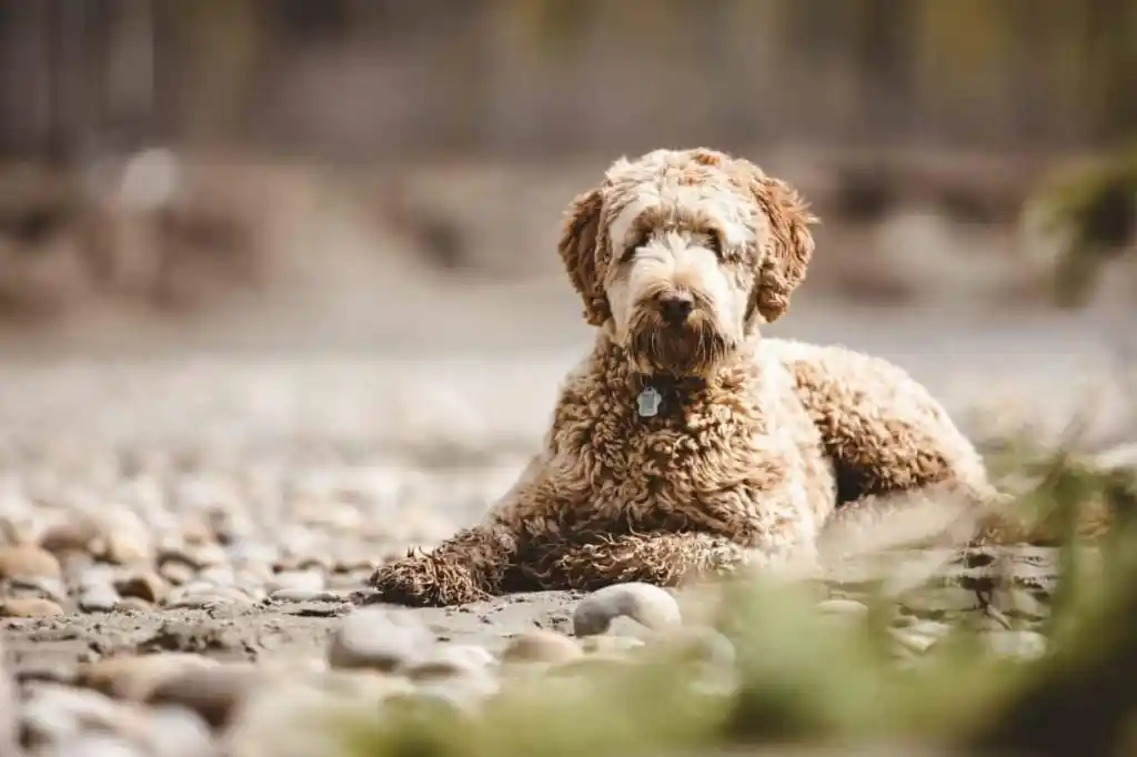 aussie-doodle-grooming
