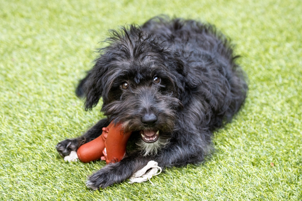 Most popular types of doodle dogs 