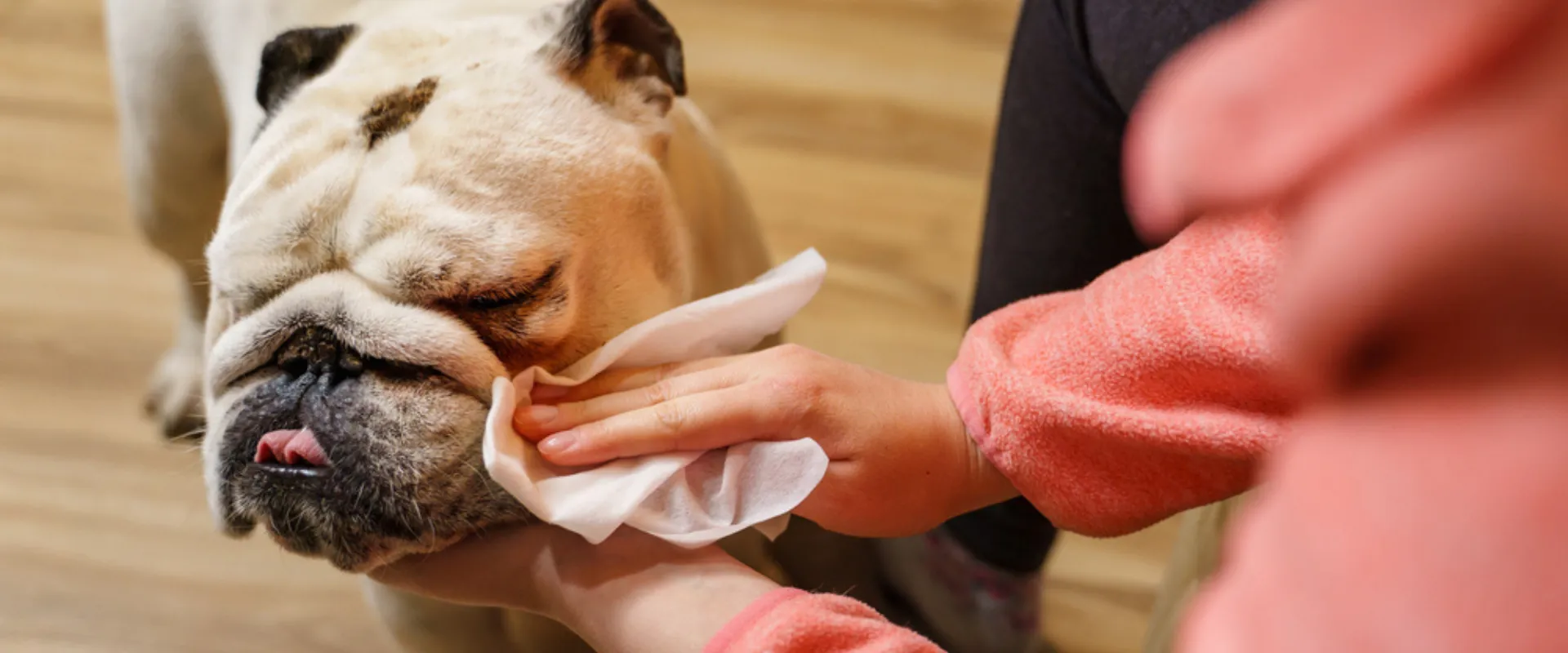 cleaning dogs with wipes