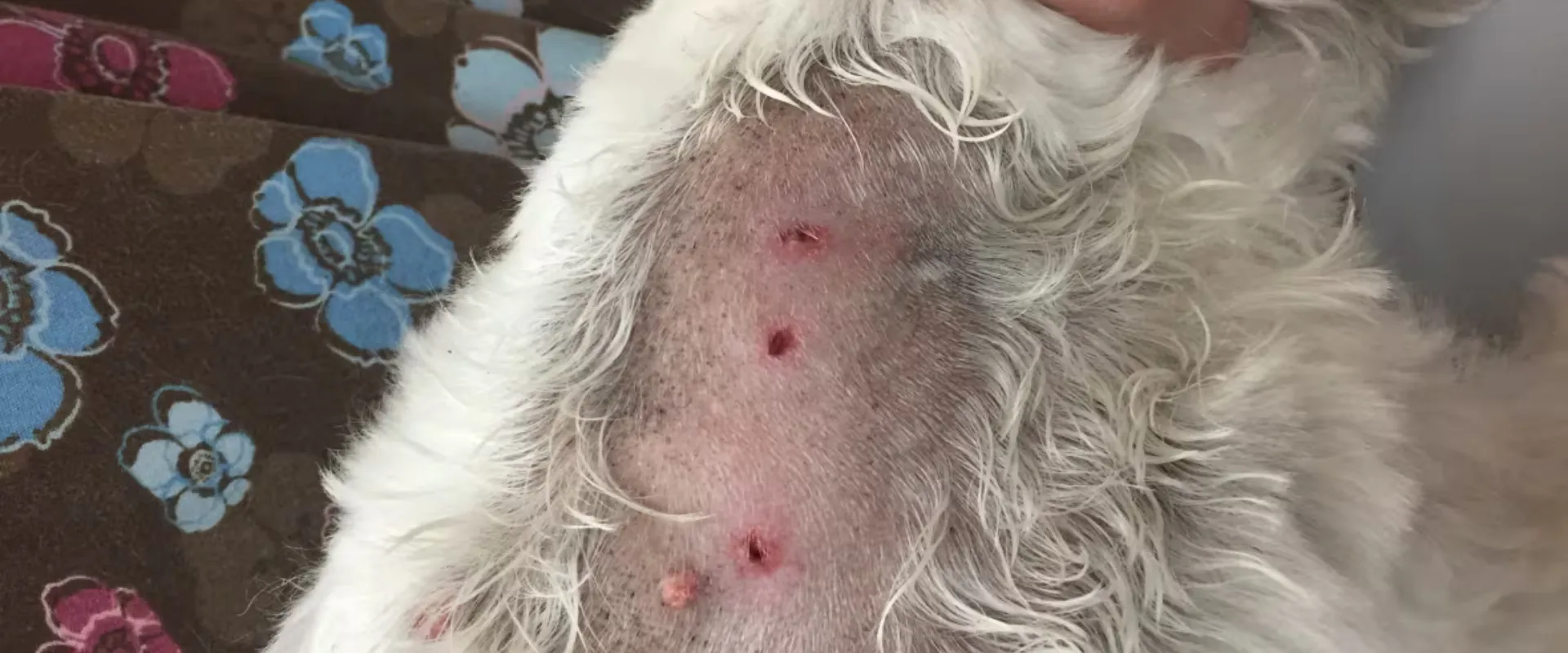 dog grooming rash remedy