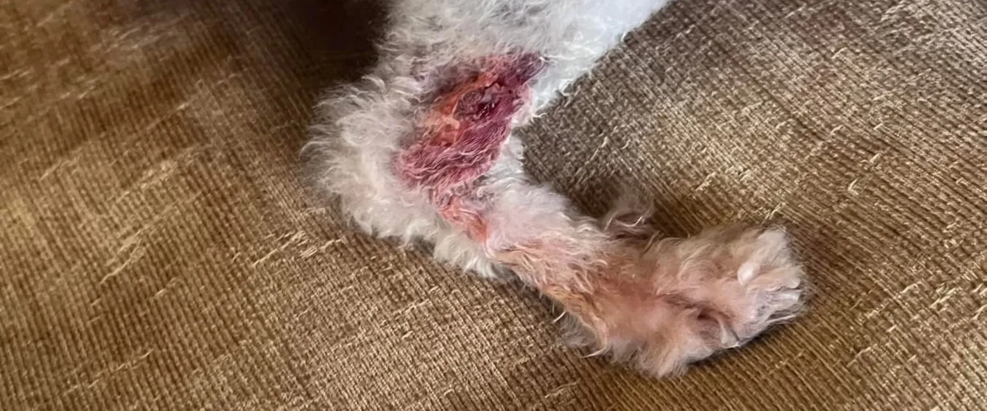 dog skin irritation after grooming